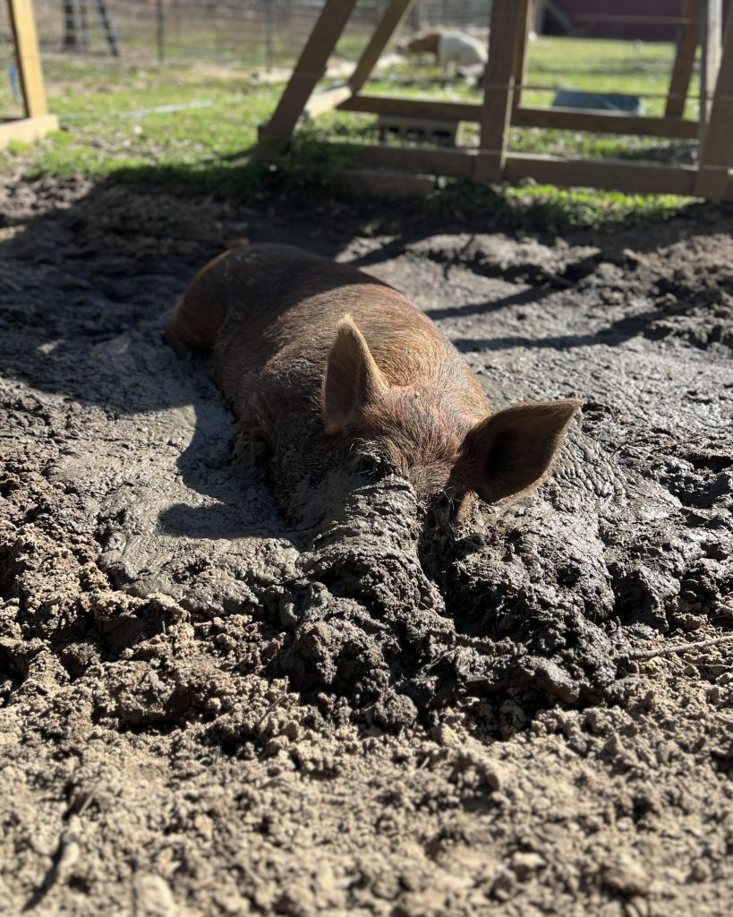 Willy, Red Wattle Boar